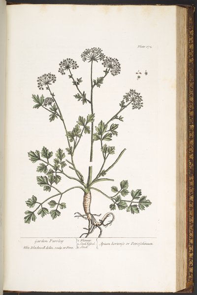 Talíř 172, z 