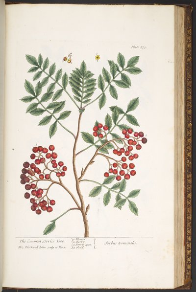 Talíř 173, z 