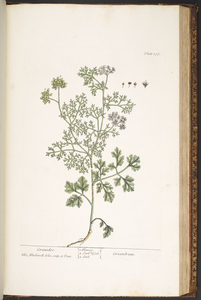 Talíř 176, z 