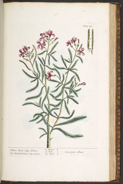 Talíř 181, z 
