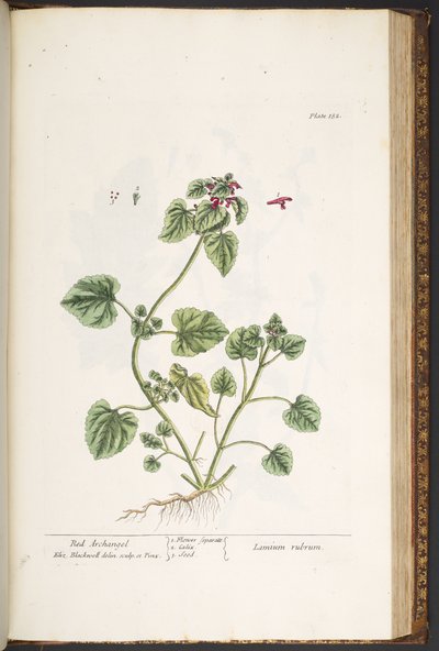 Talíř 182, z 