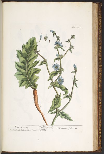 Talíř 183, z 
