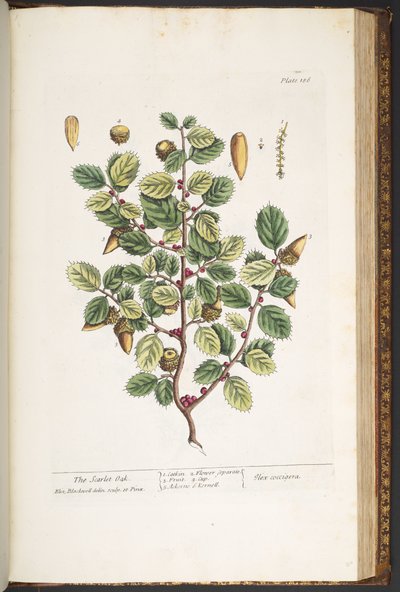 Talíř 186, z 