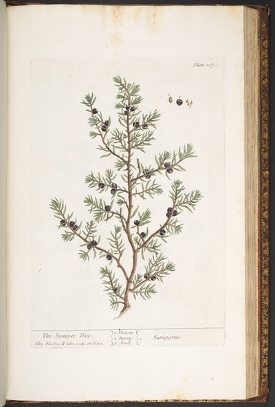 Talíř 187, Juniper Tree, z 