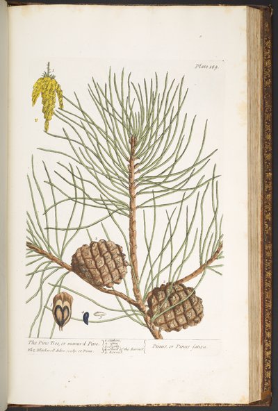 Talíř 189, z 