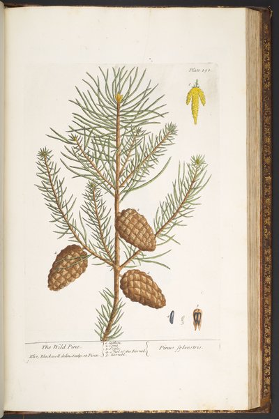 Talíř 190, z 