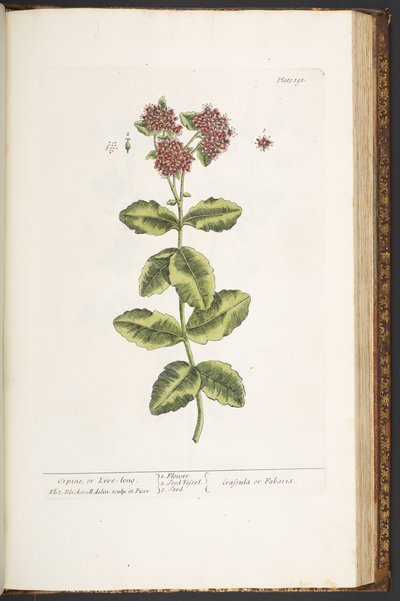 Talíř 191, Orpine, nebo Live-Long, z 