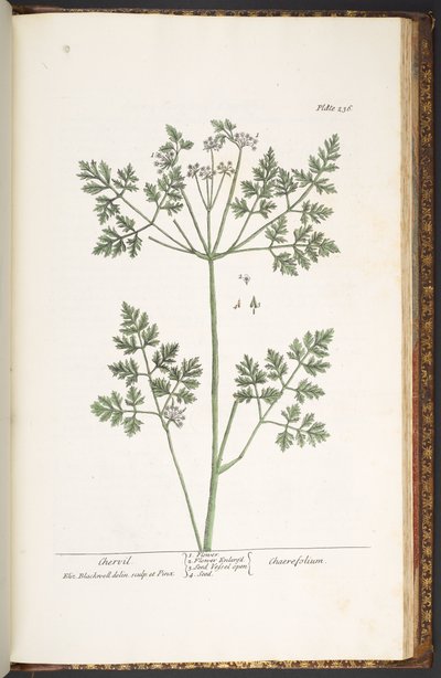 Talíř 236, Chervil, z 