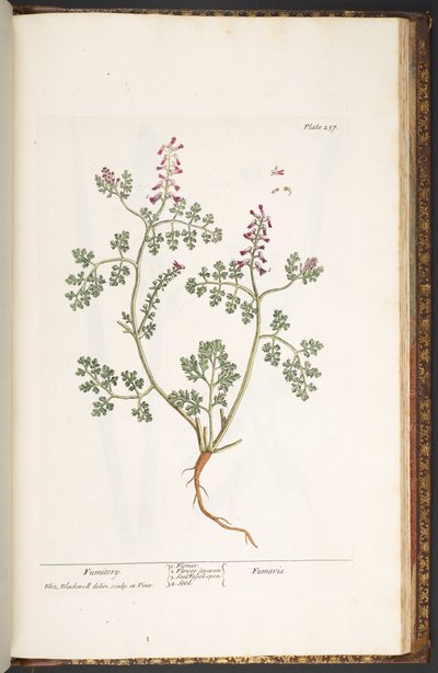 Talíř 237, Fumitory, z 