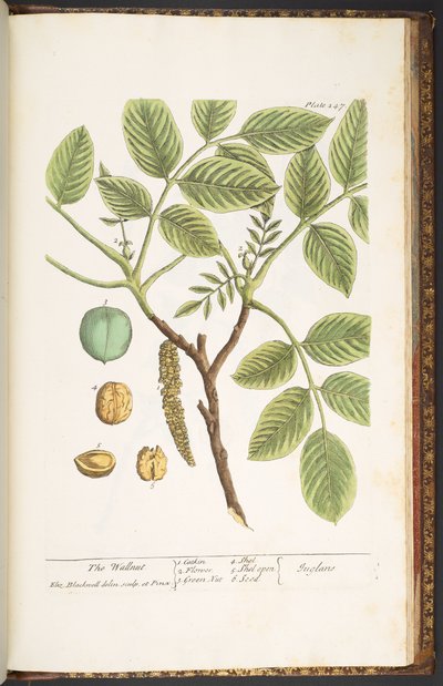 Talíř 247, The Wallnut, z 