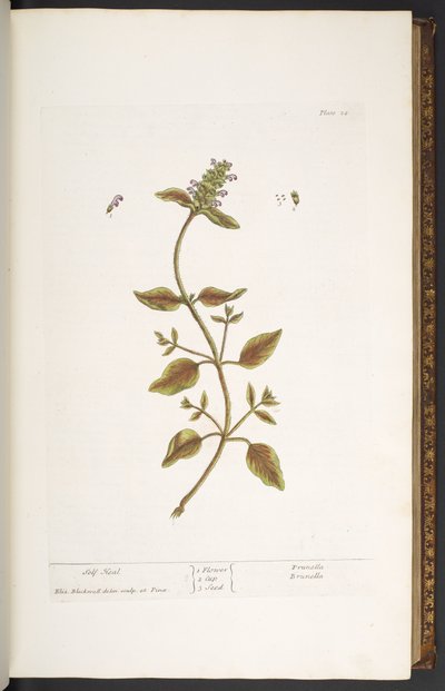 Plate 24, Self Heal, z 