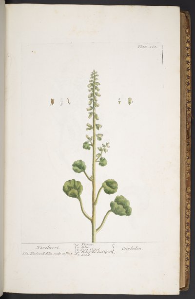 Talíř 263, z 