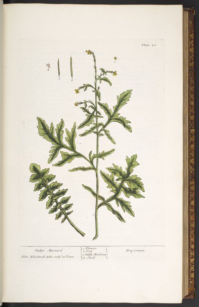 Talíř 28, Hedge Mustard, z 