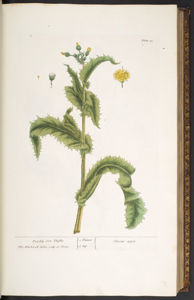 Talíř 30, Prickly Son Thistle, z 