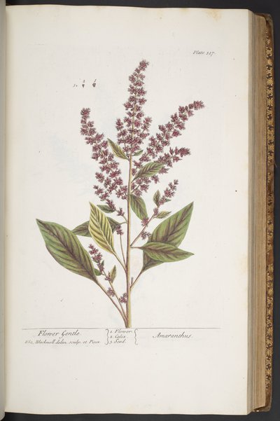 Talíř 317, Flower Gentle, nebo Amaranthus, z 