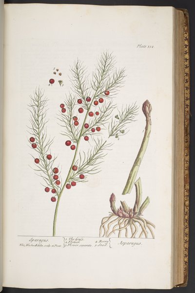 Talíř 332, Sparagus, z 