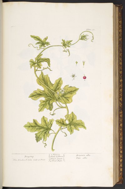 Talíř 37, Bryony, z 