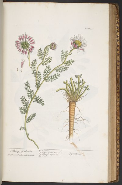 Talíř 390, Pellitory of Spain, z 