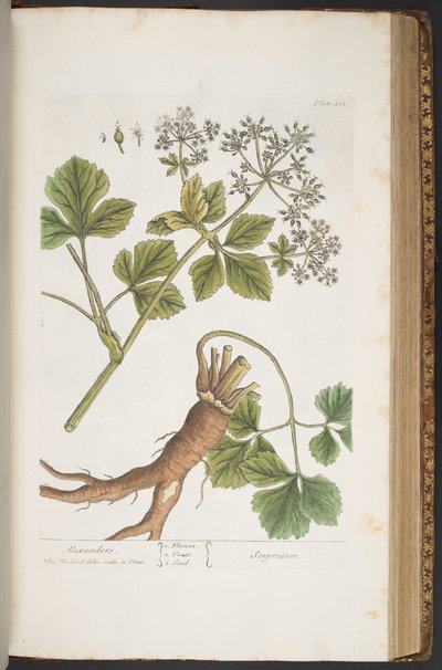 Talíř 408, Alexanders, z 