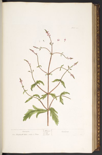 Talíř 41, Vervain, z 