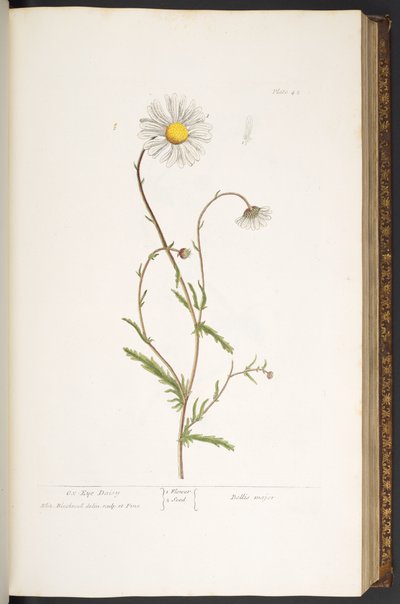 Talíř 42, Ox-Eye Daisy, z 