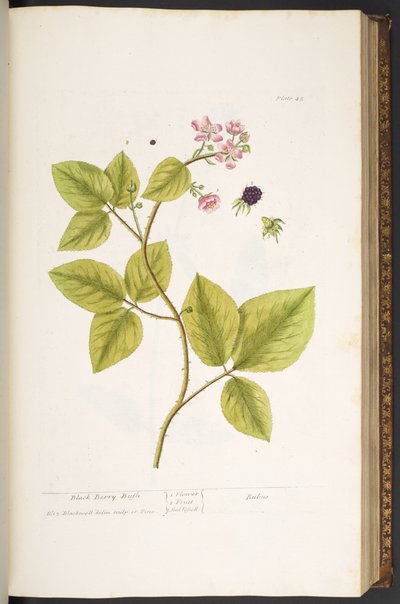 Talíř 45, Black Berry Bush, z 