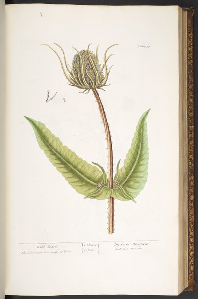 Talíř 50, Wild Teasel, z 