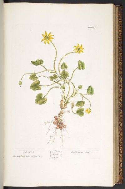 Talíř 51, Pile-Wort, z 