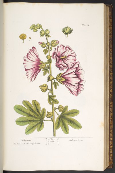 Talíř 54, Hollyhocks, z 