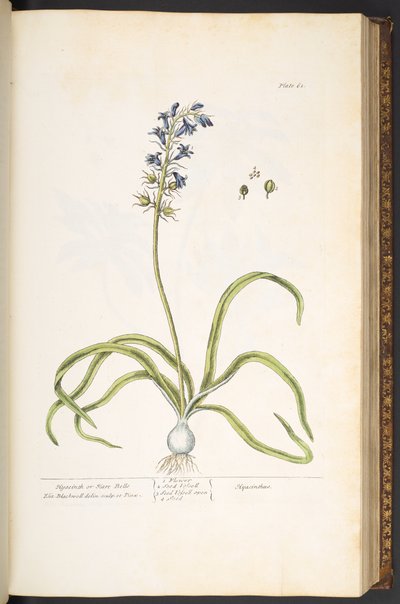Talíř 61, hyacint nebo zaječí zvonky, z "A Curious Herbal" od Elizabeth Blackwell