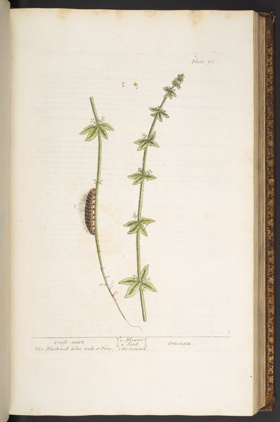 Talíř 76, Cross Wort, z 