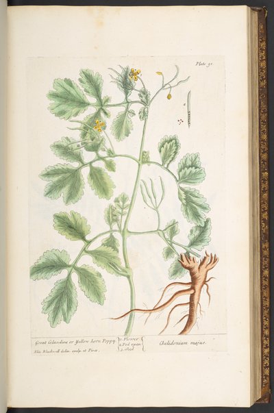 Talíř 91, vlaštovičník velký nebo mák ze žlutého rohu, z „A Curious Herbal“ od Elizabeth Blackwell