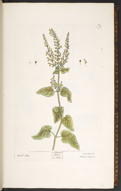 Talíř 9, Wood Sage, z 