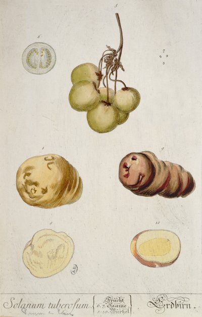 Hlízy brambor, deska z knihy "Herbarium Blackwellianum" vydané v Norimberku 1757 (barevná rytina) od Elizabeth Blackwell
