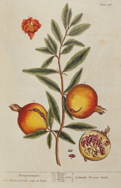 Punica granatum, z knihy A Curious Herbal, 1782 od Elizabeth Blackwell