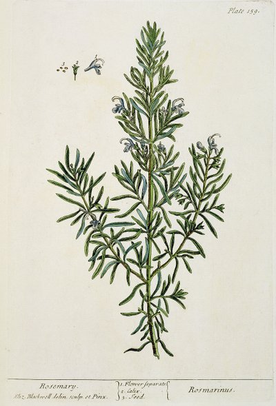 Rosmarinus Officinalis, z 