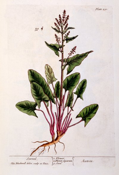 Sorrel, deska 230 z 