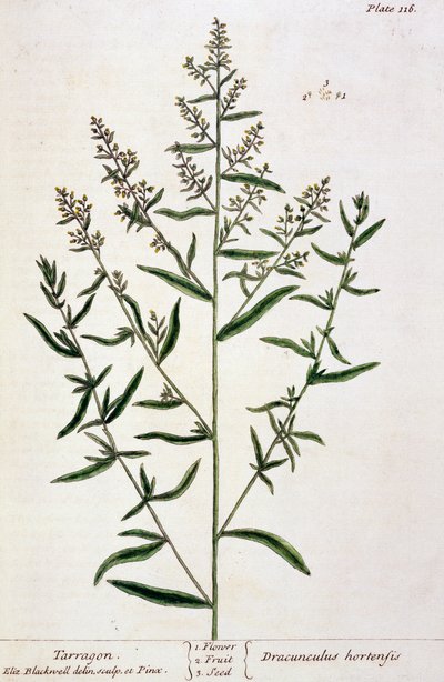 Estragon, deska 116 z 