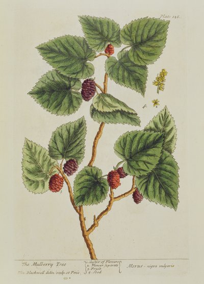 The Mulberry Tree, deska 126 z 