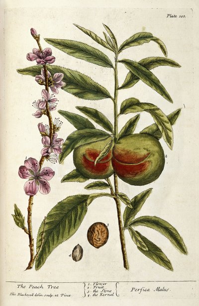 Peach Tree od Elizabeth Blackwell