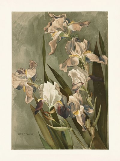  od Elizabeth F. Parker