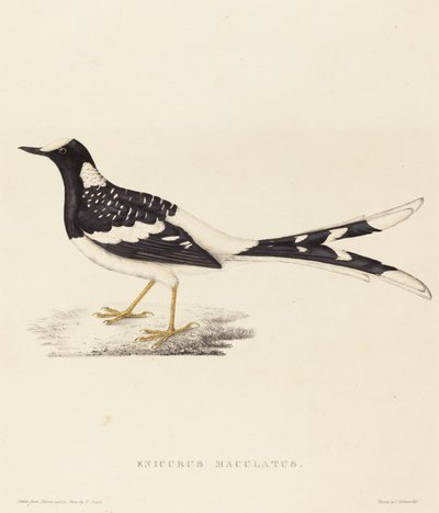 Enicurus Maculatus (vidloocas tečkovaný) od Elizabeth Gould