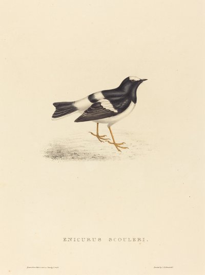 Enicurus Scouleri (malý vidlochvost) od Elizabeth Gould
