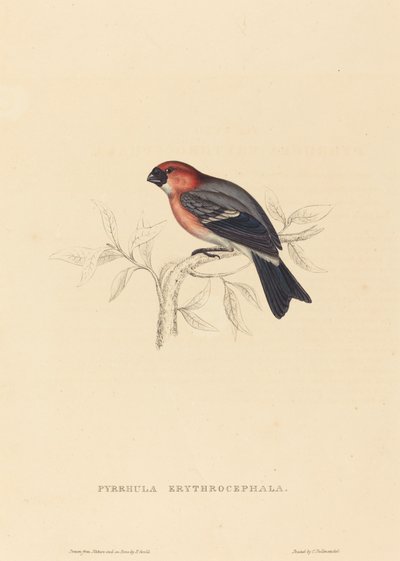 Pyrrhula Erythrocephala (hýl zrzavý) od Elizabeth Gould