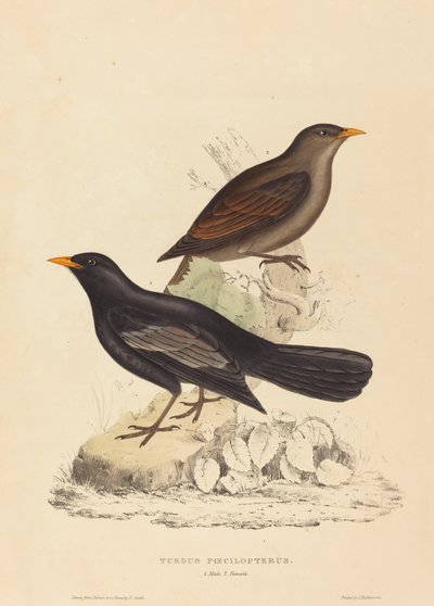 Turdus Poecilopterus (aztécký drozd) od Elizabeth Gould