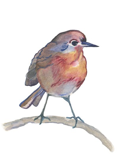 Robin, 2017 (akvarel) od Elizabeth Rider