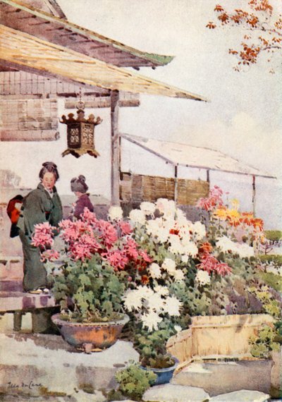 Chryzantémy (barevné lito) od Ella Du Cane