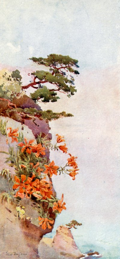 Lilie na skalách, Atami (barva litho) od Ella Du Cane