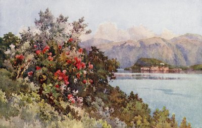 Růže, Villa Carlotta, jezero Como (barevné lito) od Ella Du Cane