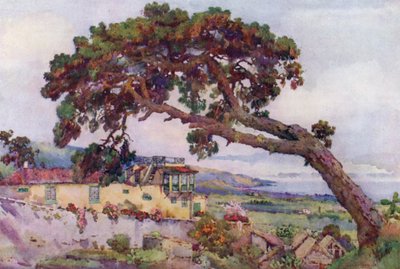 Kanárská borovice (barva litho) od Ella Du Cane
